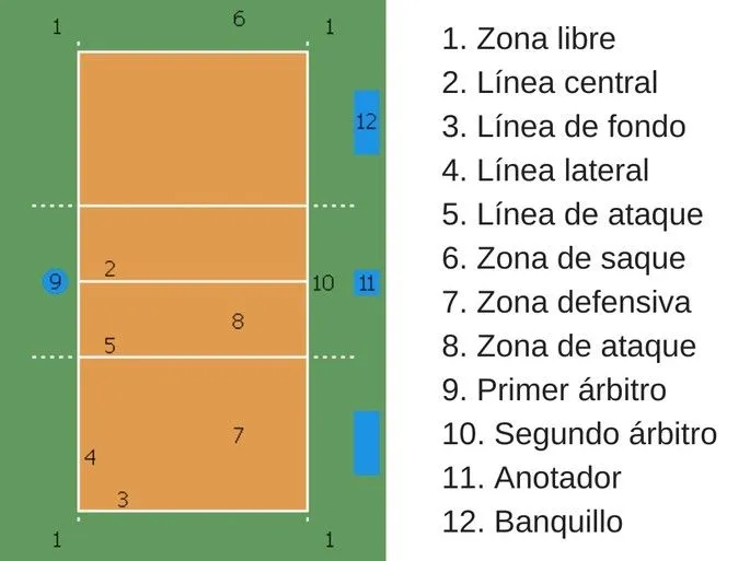 60 reglas básicas del voleibol. ¡Descubre cuáles son y su importancia! -  Toda Materia