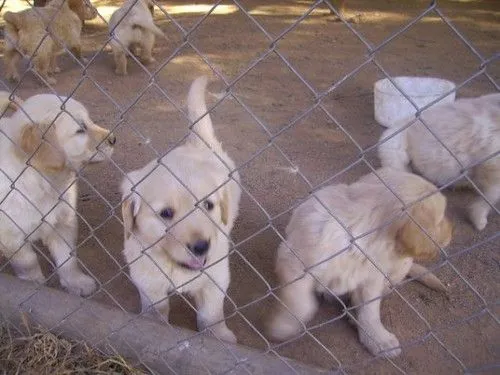 Labradores bebés 2 | Flickr - Photo Sharing!