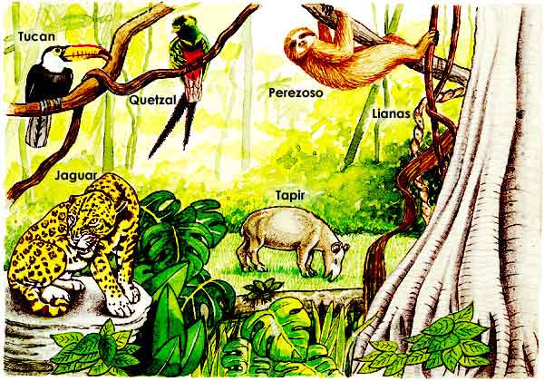 Ecosistema en dibujo - Imagui