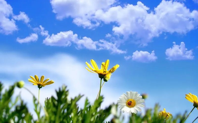 66 fondos de escritorio en alta resolución sobre la naturaleza 66 fondos de escritorio en alta resolución sobre la naturaleza