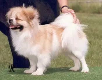 Las 68 razas de perros más lindas del mundo - Taringa! Las 68 razas de perros más lindas del mundo - Taringa!