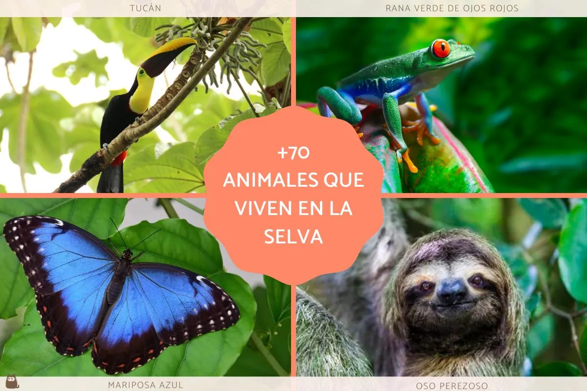 70 animales de la selva - Tropical, peruana, amazónica y misionera con FOTOS 70 animales de la selva - Tropical, peruana, amazónica y misionera con FOTOS