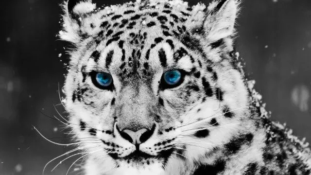 75 fondos de pantallas gratuitos HD de animales - Max Grafico 75 fondos de pantallas gratuitos HD de animales - Max Grafico