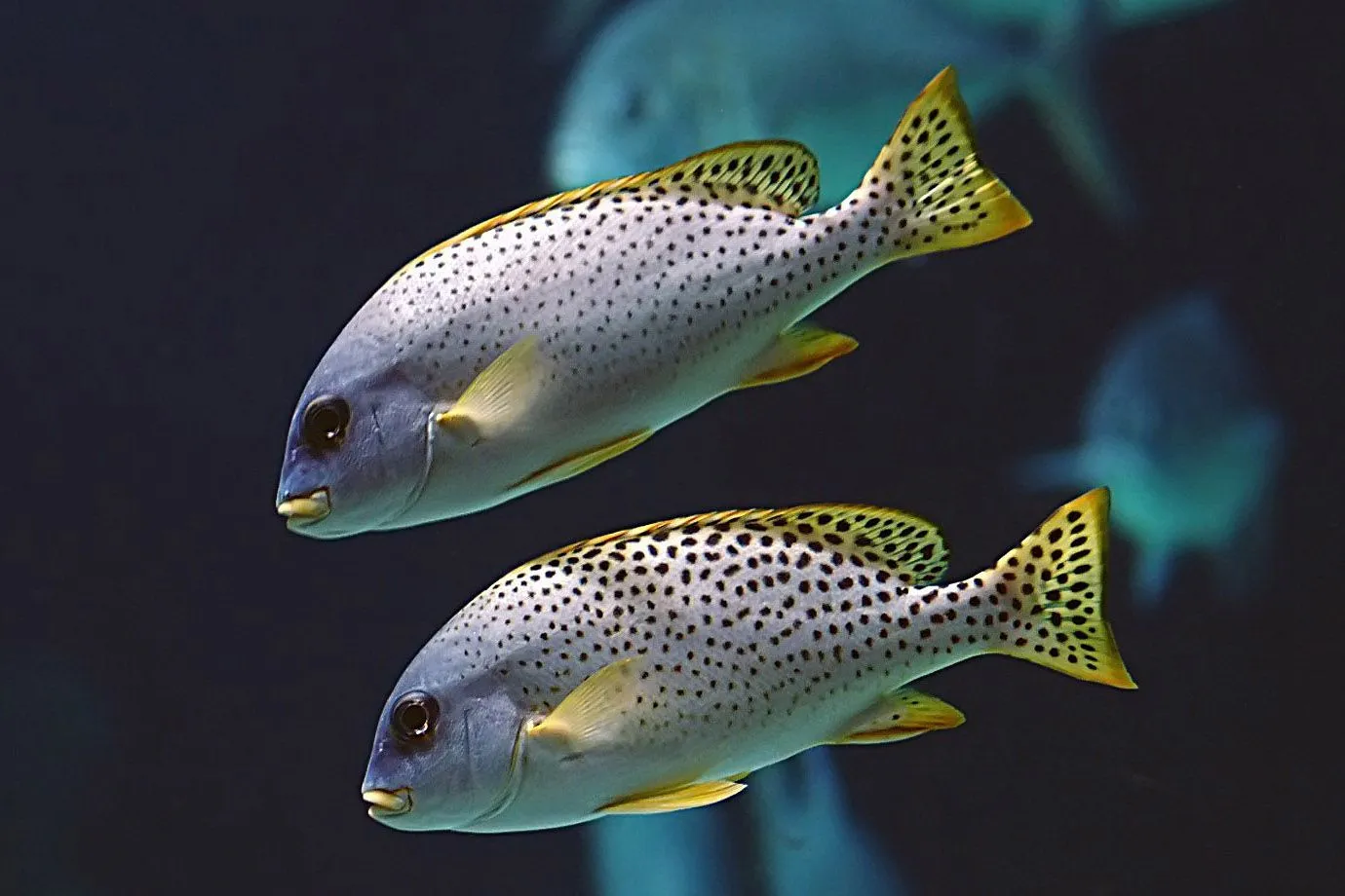 76ThiesAmelie - home