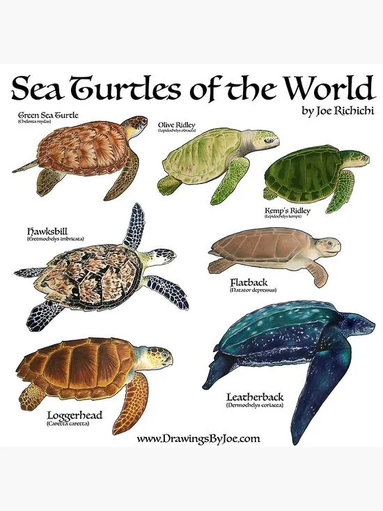 78 ideas de Tortugas | tortugas, infografia de animales, carteles de animales 78 ideas de Tortugas | tortugas, infografia de animales, carteles de animales