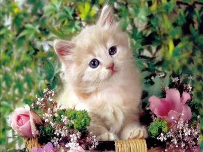 78 Imágenes bonitas de gatitos tiernos y divertidos para compartir 78 Imágenes bonitas de gatitos tiernos y divertidos para compartir