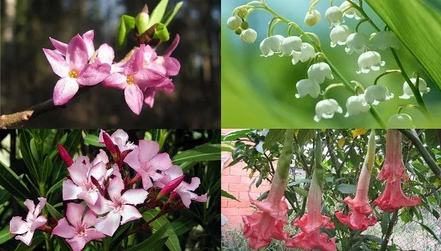 7+flores+hermosas+y+mortales+1.jpg