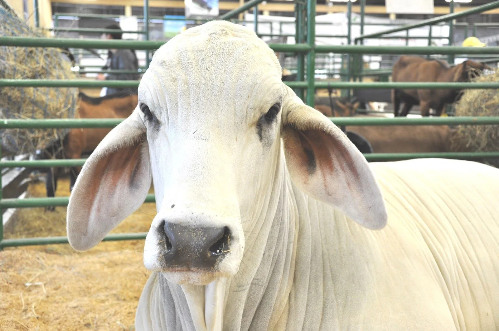 800 ejemplares de la raza en la 65° Feria Nacional Cebú ~ Noticias ... 800 ejemplares de la raza en la 65° Feria Nacional Cebú ~ Noticias ...