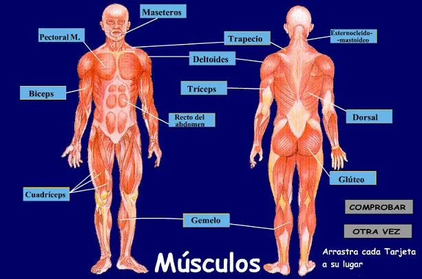 83 curiosidades sobre el cuerpo humano. - Taringa! 83 curiosidades sobre el cuerpo humano. - Taringa!