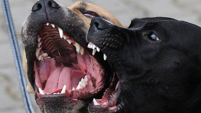 900 euros de multa después de que sus pitbulls mataran a su novia ...