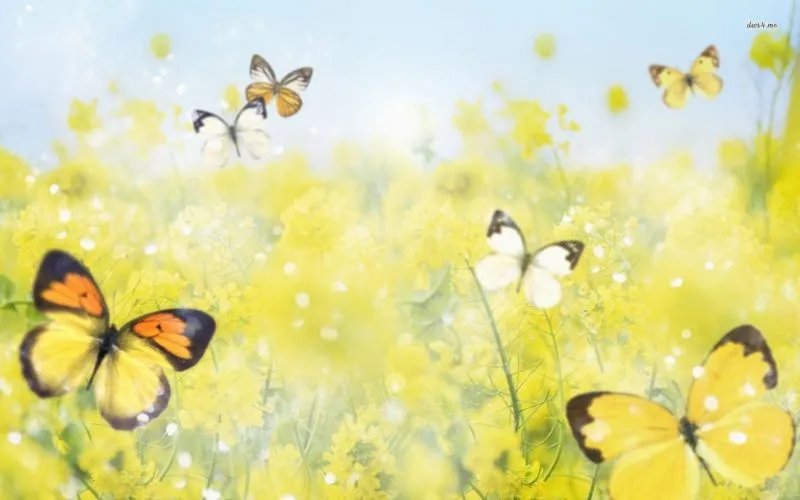 950454_Mariposas_Borrosas.jpg