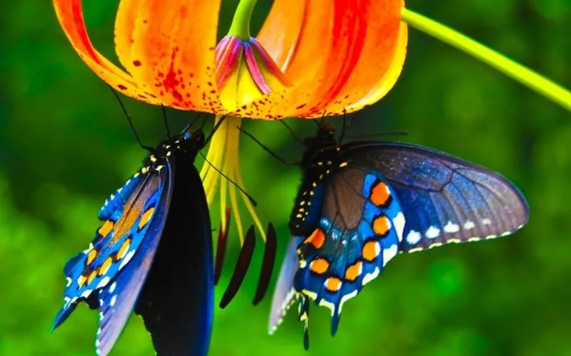 950977_Mariposas_Azules.jpg