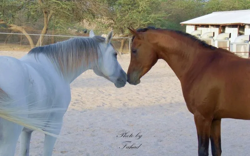 950996_Amor_entre_Caballos.jpg
