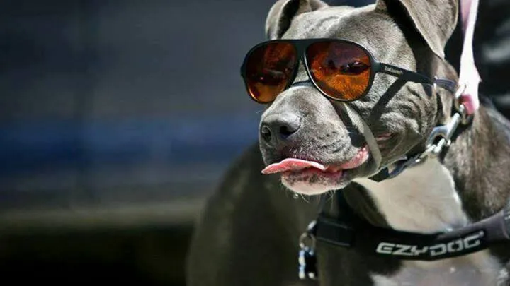 99 Imágenes de Perros Pitbull.... Majestuosa Raza 99 Imágenes de Perros Pitbull.... Majestuosa Raza