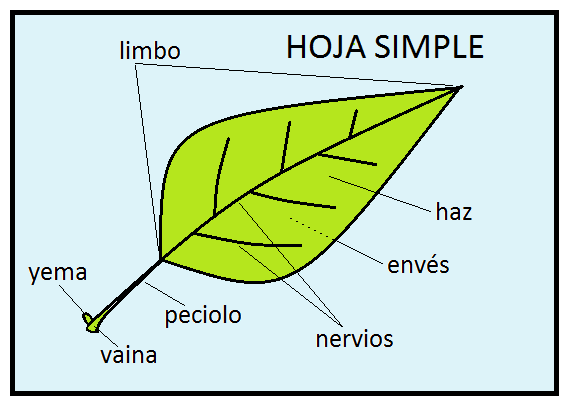 Á R B O L E S . . (T R E E S): Hojas simples y hojas ... Á R B O L E S . . (T R E E S): Hojas simples y hojas ...