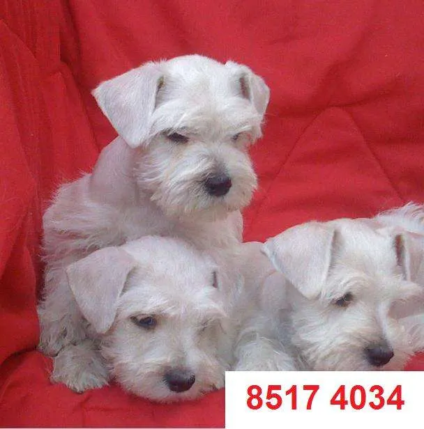 A. cachorros schnauzer blancos!!! son hermosos !!!!!!!! - San José ... A. cachorros schnauzer blancos!!! son hermosos !!!!!!!! - San José ...