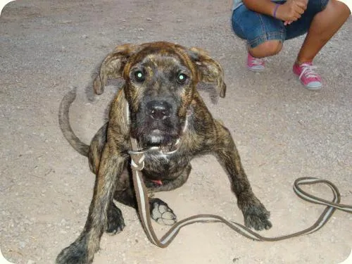OPTIMUS PRIME - 6 meses y medio, cruce de boxer atigrado muy majo OPTIMUS PRIME - 6 meses y medio, cruce de boxer atigrado muy majo