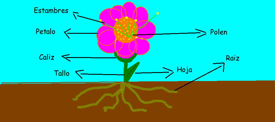DE ABANCAY PARA EL MUNDO: LA FLOR Y SUS PARTES DE ABANCAY PARA EL MUNDO: LA FLOR Y SUS PARTES