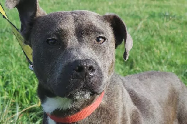 Abandoned dog found 'cold and emaciated' - Get West London