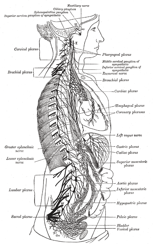 Abdomen - Wikipedia, la enciclopedia libre