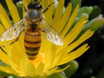 ABEJA.