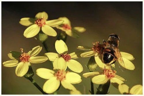 Abeja de Diego Sevilla
