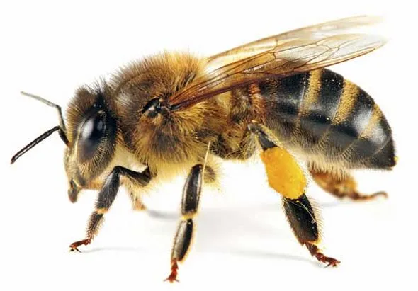 abeja.jpg