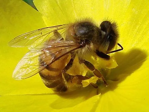 Si las abejas desaparecen, también el hombre, dijo Einstein ¿o no ...