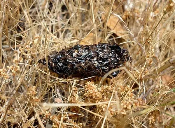 Abejas de Fuentemilanos: mayo 2014