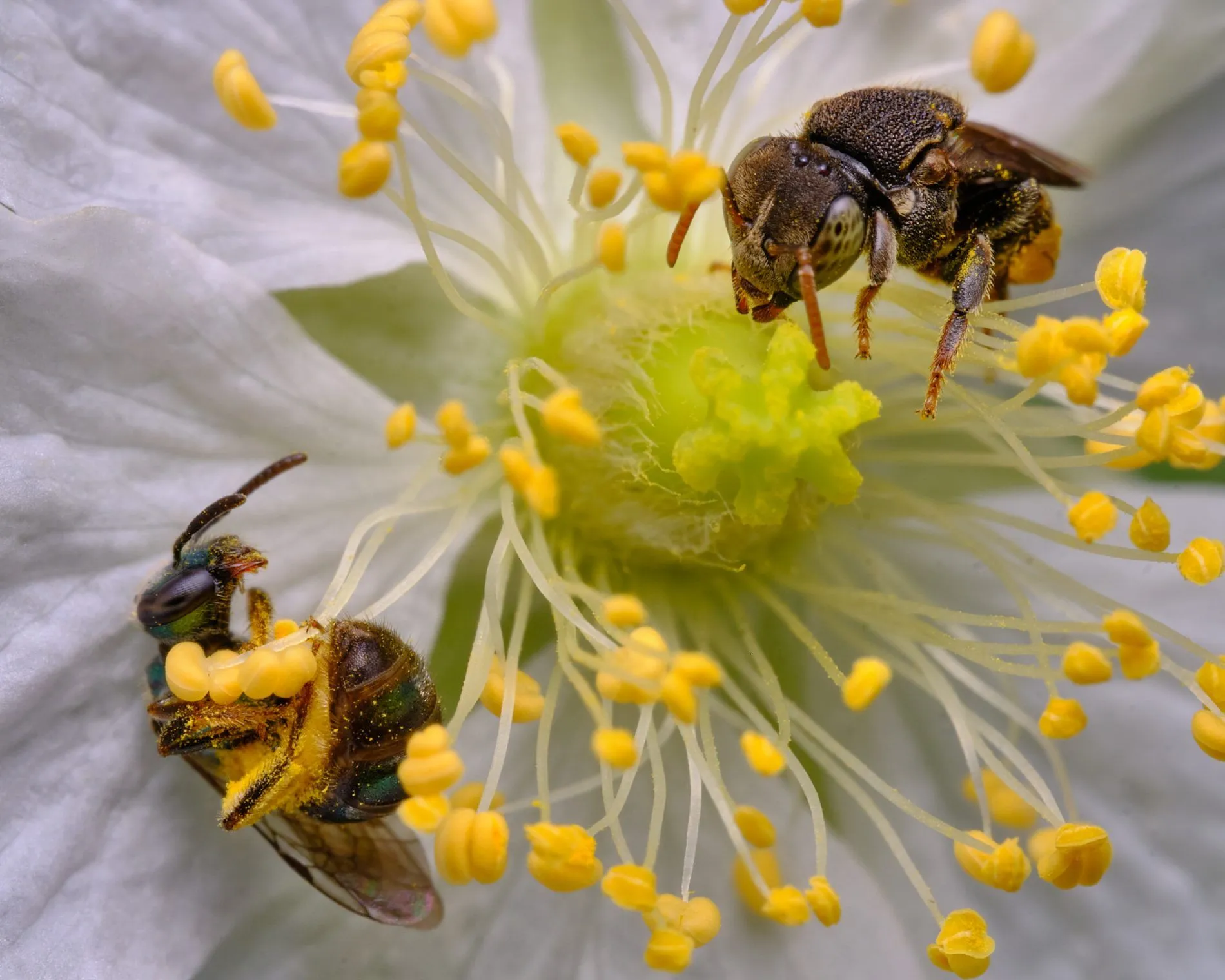 Qué son las abejas nativas y por qué es importante protegerlas? Qué son las abejas nativas y por qué es importante protegerlas?