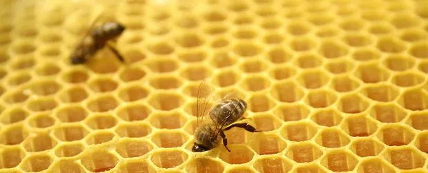 Abejas y sus panales: genios de ingeniería y optimización ... Abejas y sus panales: genios de ingeniería y optimización ...