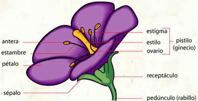 esquema-flor-Copiar.png