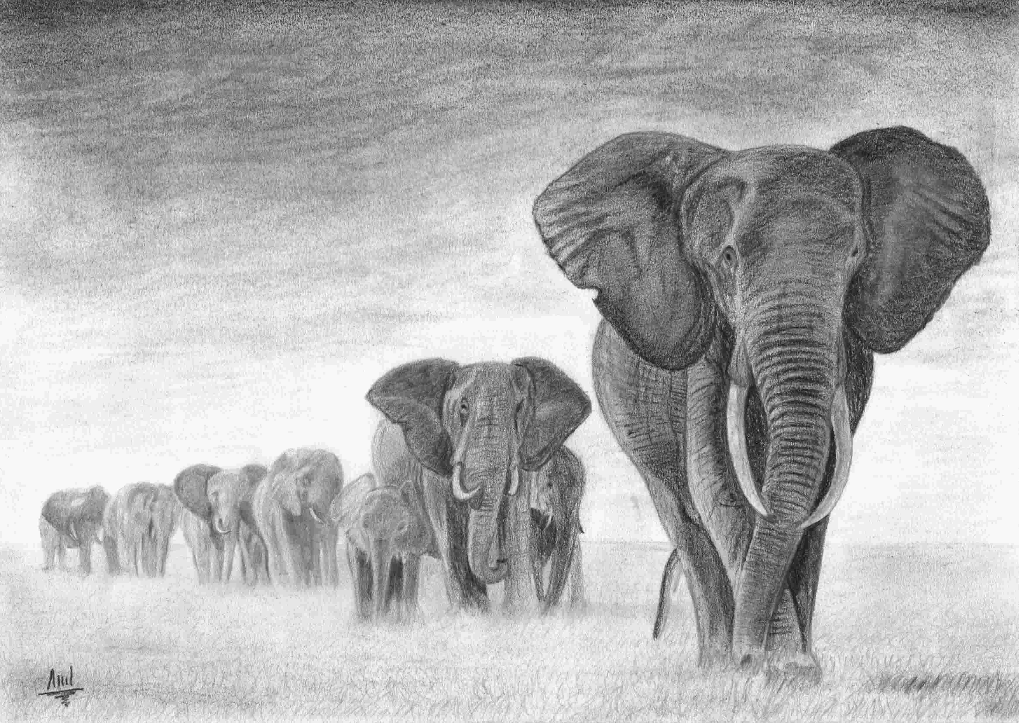 Abimael S.A. | El Bello Arte del Dibujo