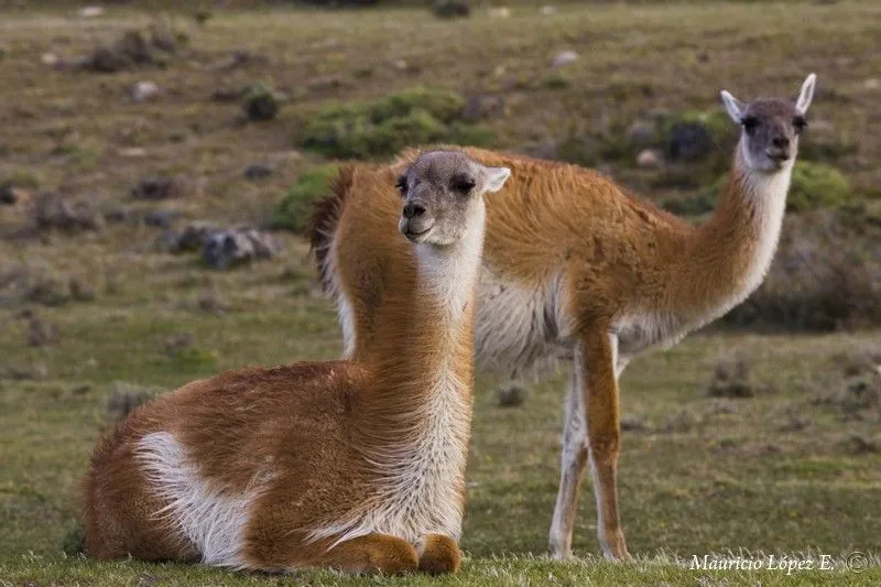 Aborígenes de Tierra del Fuego: Onas o Selk'nam... - Taringa! Aborígenes de Tierra del Fuego: Onas o Selk'nam... - Taringa!
