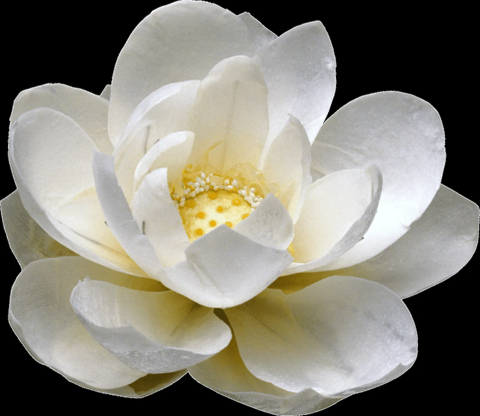 Flores Png Para Photoshop and post Flores Png Para Photoshop ... Flores Png Para Photoshop and post Flores Png Para Photoshop ...