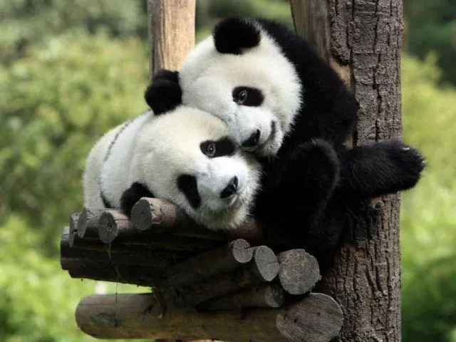 fotografias de osos panda - Fotografias y fotos para imprimir