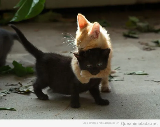 Gatito | ¡Qué animalada! | Las fotos, los vídeos y los gifs más ... Gatito | ¡Qué animalada! | Las fotos, los vídeos y los gifs más ...