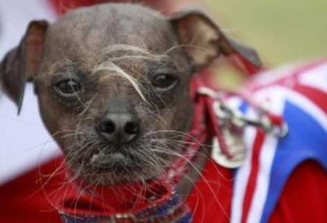 Abre tus ojos: Crestado chino gana título de “Perro Más Feo del Mundo” Abre tus ojos: Crestado chino gana título de “Perro Más Feo del Mundo”