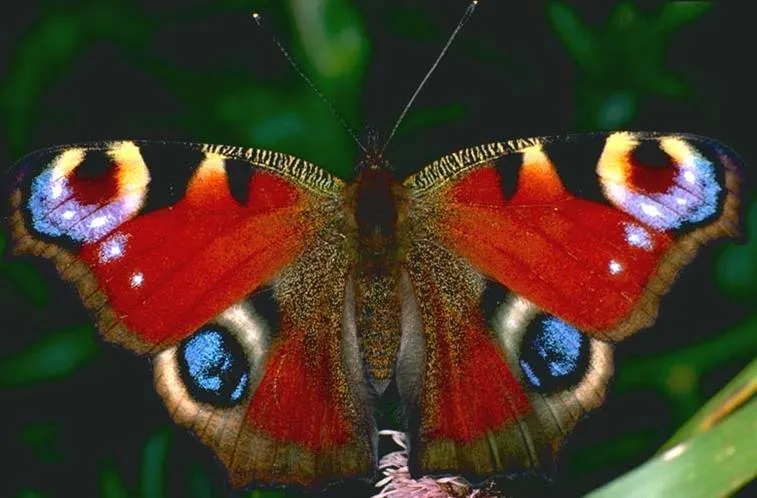 Imagen mariposas reales - Imagui