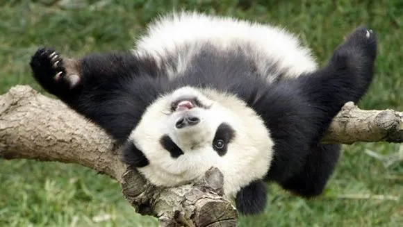 En imágenes, la siesta de una osa panda | Cubadebate