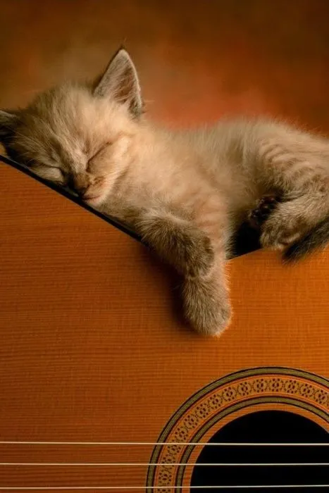 Absolutely Precious ❤ | SOOO sweet | Pinterest | Gato, Gatitos y ...