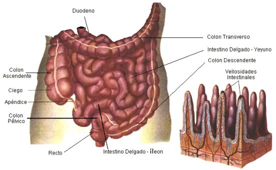 Absorción: Intestino delgado