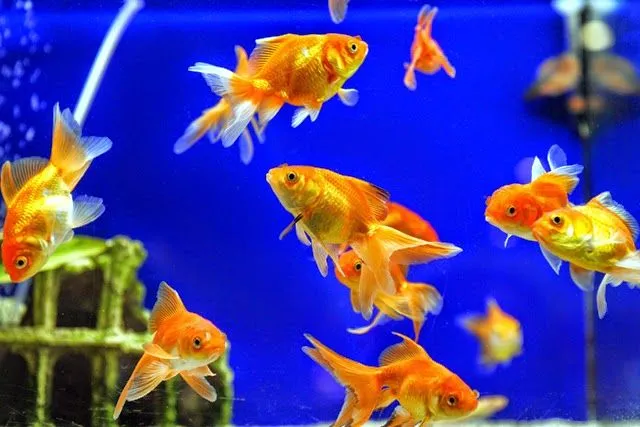 Abundancia, Amor y Plenitud : CONSEJOS DE FENG SHUI PARA ATRAER LA ...