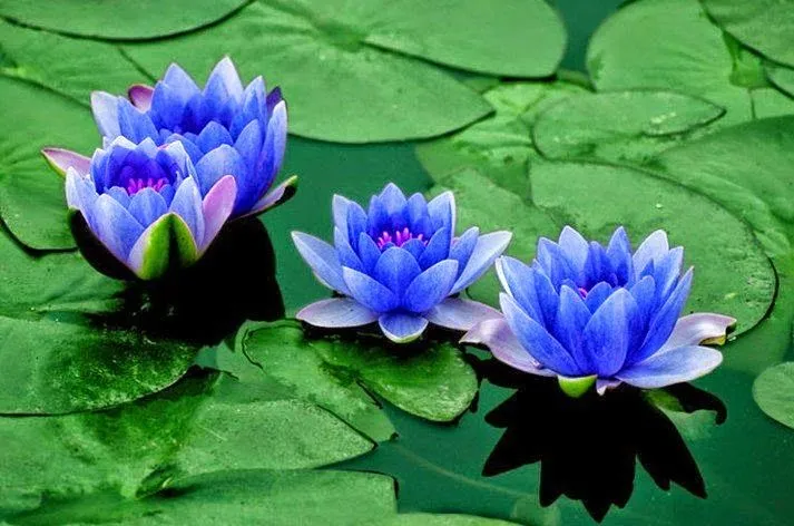 Abundancia, Amor y Plenitud : LA FLOR DE LOTO, SIGNIFICADO Abundancia, Amor y Plenitud : LA FLOR DE LOTO, SIGNIFICADO