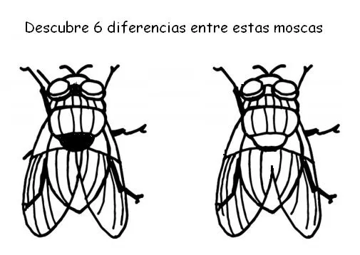 ME ABURRE LA RELIGIÓN: PLAGA 4. LAS MOSCAS