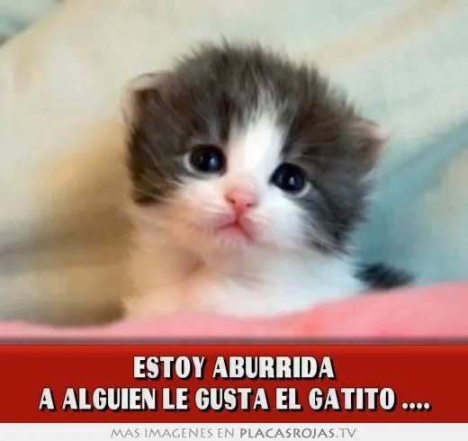 ESTOY ABURRIDA A ALGUIEN LE GUSTA EL GATITO .... - Placas Rojas TV ESTOY ABURRIDA A ALGUIEN LE GUSTA EL GATITO .... - Placas Rojas TV
