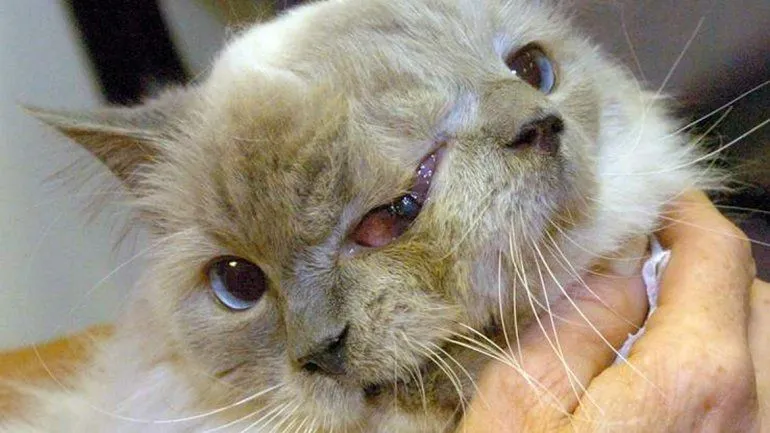 Se le acabaron las siete vidas: murió el gato de dos caras ... Se le acabaron las siete vidas: murió el gato de dos caras ...