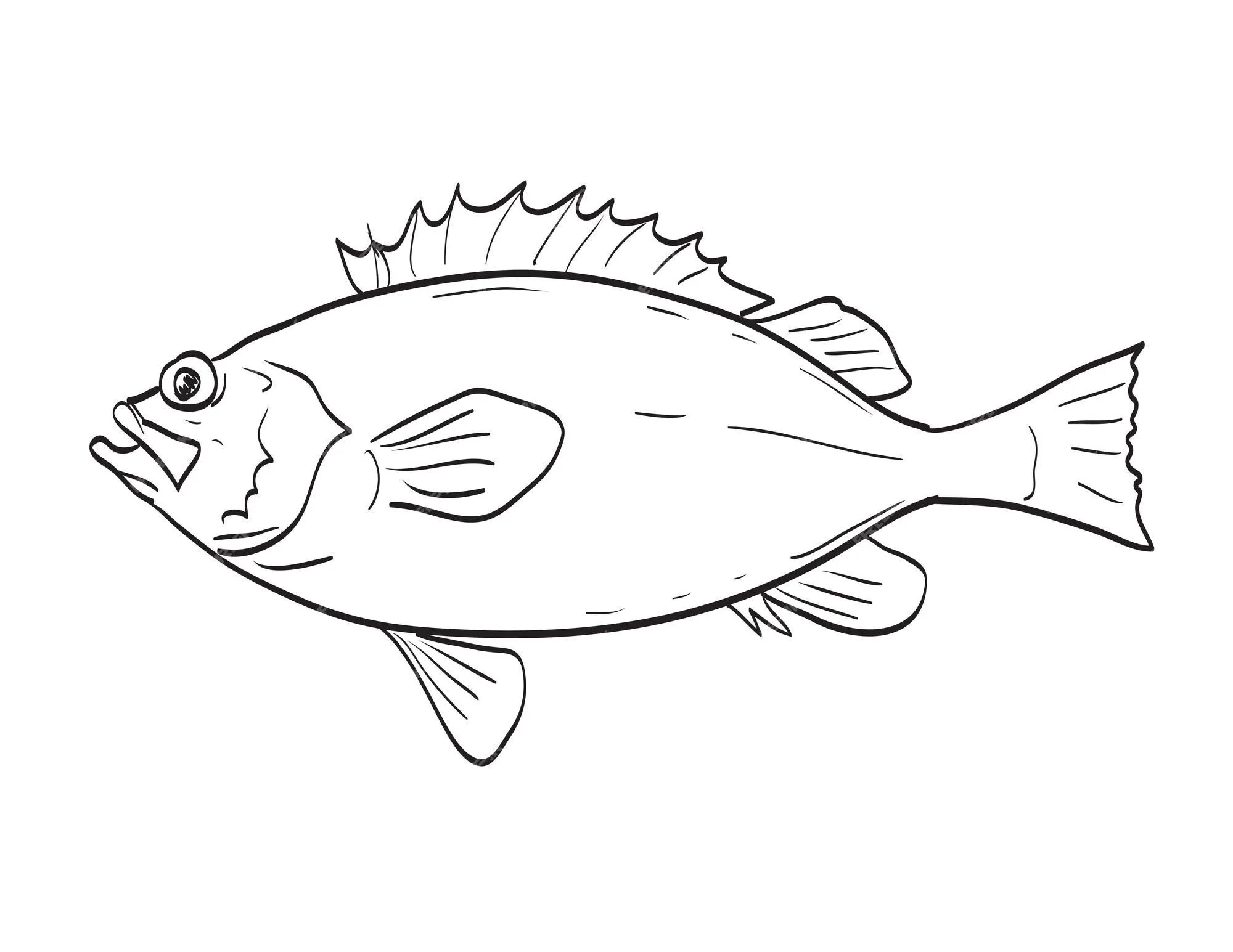 Acadian redfish fish en nueva inglaterra y el atlántico medio dibujo de dibujos animados | Vector Premium Acadian redfish fish en nueva inglaterra y el atlántico medio dibujo de dibujos animados | Vector Premium