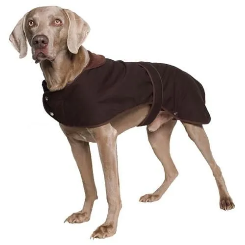 Accesorios necesarios para tu perr@. | Consejos Mascotas