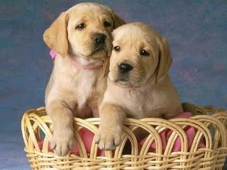 Accesorios necesarios al traer un cachorro al hogar :: VisitaCasas.com Accesorios necesarios al traer un cachorro al hogar :: VisitaCasas.com